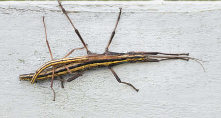 southern two striped walking stick male and female (Anisomorpha buprestoides) paired up and mating on white painted wooden fenceの写真素材
