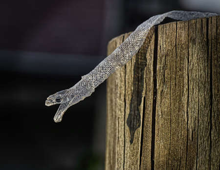 Wild Corn snake shed skin aka red rat snake (Pantherophis guttatus) in Florida; mouth open, eye scale intact; perfect snake shed; on fence post with dark backgroundの写真素材