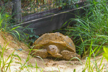Wild living domestic African spurred tortoise (Centrochelys sulcata), is a species of tortoise...