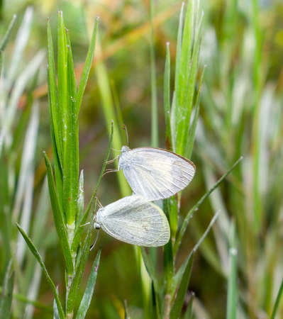 Male and female Barred Yellow - Eurema daira - mating pair in Summer (wet season) form is smaller and lighter almost white in colorの写真素材