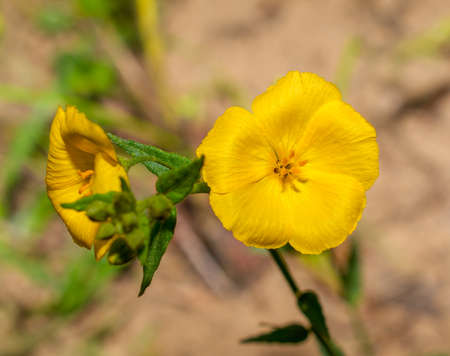 Wild Pitted stripeseed - Piriqueta cistoides subsp. caroliniana - occurs nearly statewide in Florida. Bright yellow bloom, cotton tail rabbit preferred food, sandhill scrub habitatの写真素材