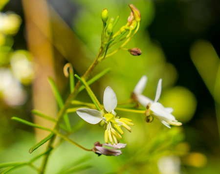 Close up of small white flower of Slenderleaf Clammyweedの写真素材