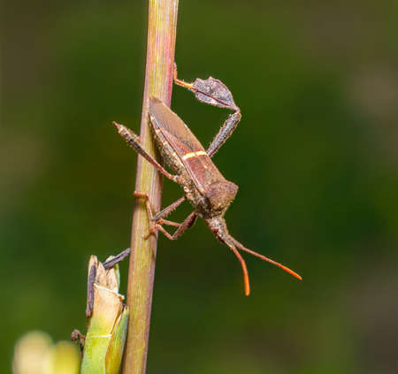 Leptoglossus phyllopus or Eastern leaf-footed bug Hanging on eastern gamagrass stalk, blurred green background, white stripe on backの写真素材