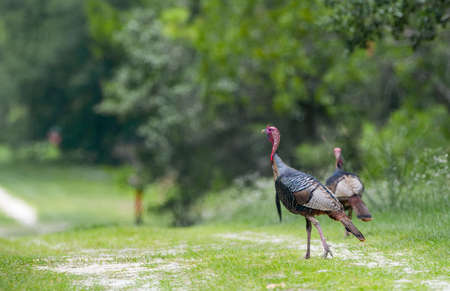 Two wild male  Osceola wild turkey toms -Meleagris gallopavo osceola walking on desolate patch of open green grass in North Florida.  Leg up showing spurs and beard, iridescent blue red colorsの写真素材