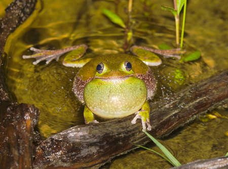 Dryophytes or hyla gratiosus, commonly known as the barking tree frog, is a species of tree frog endemic to the south-eastern United States. Calling in shallow pond showing water vibrations and mistの写真素材