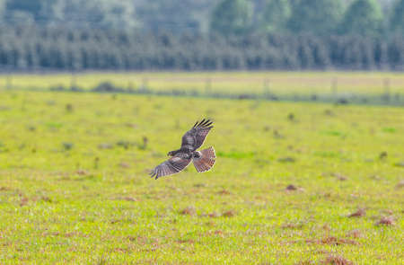juvenile red-tailed hawk Buteo jamaicensis flying low over meadow before landing wings and tail spread showing fledgling color pattern green pasture grass blurred backgroundの写真素材