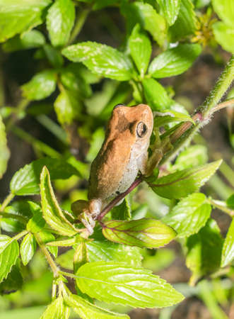 Pine Woods Treefrog - Hyla femoralis looking away on green dotted horse mint plant.  Both are Florida native speciesの写真素材
