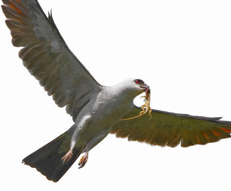 Close up of Mississippi kite - Ictinia mississippiensis - flying and hunting with brown Cuban anole lizard - Anolis equestris - in its beak and mouth, isolated cutout on white background, stock photoの写真素材