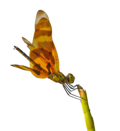 Halloween pennant - Celithemis eponina is a species of dragonfly in the family Libellulidae, perched on grass stalk with wind blowing. Isolated cutout on white backgroundの写真素材