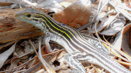 The six-lined racerunner - Aspidoscelis sexlineata - is a species of lizard native to the United States and Mexico. They reach speeds of 18 mphの写真素材