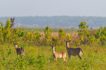 3 adult wild white tailed deer - Odocoileus virginianus clavium standing in an open meadow while looking at camera at Paynes prairie in Gainesville, Floridaの写真素材