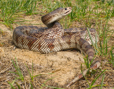 Florida Pine Snake - Pituophis melanoleucus mugitus, is a nonvenomous snake in the family...
