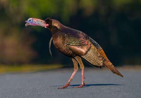 Wild Osceola turkey (Meleagris gallopavo osceola), aka Florida turkey, is a subspecies of wild turkey that only occurs in the Florida peninsula - side view of calling or gobblingの写真素材