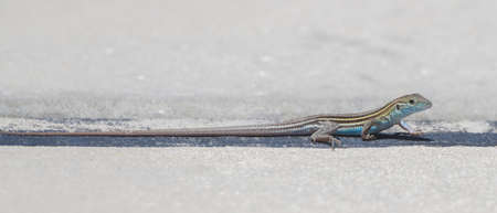 Wild Six-lined racerunner lizard skink -Aspidoscelis sexlineata -の写真素材
