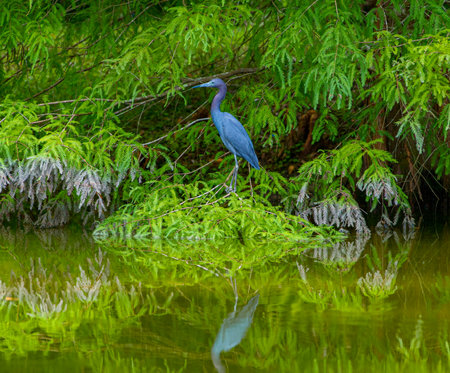 Little Blue Heron - Egretta caerulea -hunting along the edge of a creek displaying blue feathersの写真素材