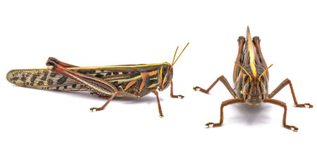 Colorful grasshopper isolated on white background.  American bird grasshopper - Schistocerca Americanaの写真素材