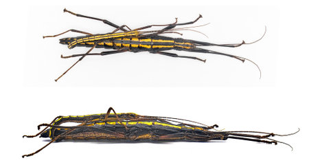 southern two striped walkingstick - Anisomorpha buprestoides - Isolated on white background, mating...
