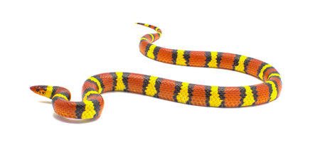 Scarlet king snake or kingsnake - Lampropeltis triangulum elapsoides - multi colored red, yellow, black isolated on white backgroundの写真素材