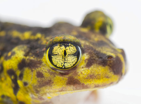 Close up view of interesting and amazing eye of an eastern spadefoot toad or frog - Scaphiopus holbrookii  - yellow irregular pattern designの写真素材