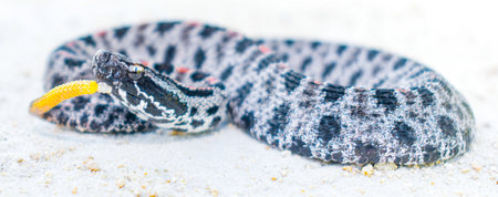 Dusky Pigmy Rattlesnake - Sisturus miliarius barbouri, close up side profile view of head and face...