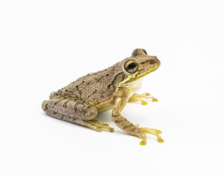 Cuban tree frog - Osteopilus septentrionalis - isolated cutout on white background.  Large toe pads visibleの写真素材