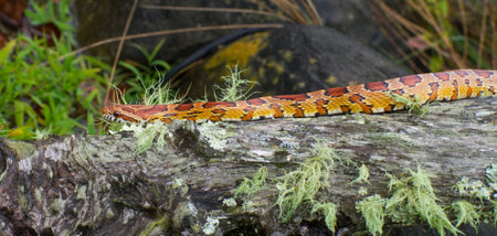 Wild corn snake - Pantherophis guttatus -  formerly known as Elaphe Guttata or red rat snakeの写真素材