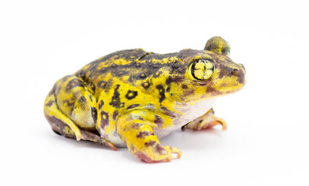 eastern spadefoot toad or frog - Scaphiopus holbrookii - side profile view.  Isolated on white backgroundの写真素材