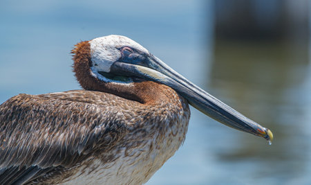Juvenile brown pelican - Pelecanus occidentalis - close up side view of head and eye closed while sleepingの写真素材