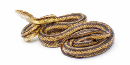 Eastern rat snake formerly known as yellow rat snake - Pantherophis alleghaniensis side profile view isolated on white background with head upの写真素材