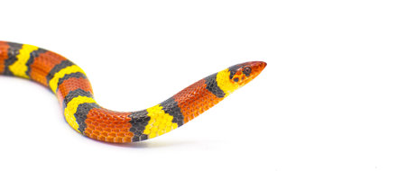 Wild scarlet kingsnake or scarlet milk snake - Lampropeltis elapsoides - close up side profile view of headの写真素材