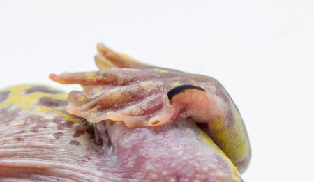 Close up macro view of toad hind foot showing dark, sickle shaped  keratinous spade used for digging into dirt and burrowing. View from bottom of foot. Eastern spadefoot toadの写真素材