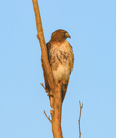 Wild Red tailed hawk - Buteo jamaicensis - juvenile perched on dead tree snag while hunting in North Floridaの写真素材