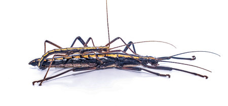 southern two striped walkingstick - Anisomorpha buprestoidesの写真素材