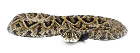 Eastern Diamondback rattlesnake - crotalus adamanteus isolated on white background front profile...
