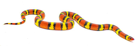 Wild scarlet kingsnake or scarlet milk snake - Lampropeltis elapsoides - Isolated on white...