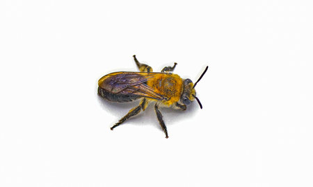 Rufous backed Cellophane Bee - Colletes thoracicus - dorsal view from above isolated on white backgroundの写真素材