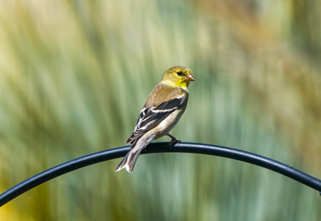 female American Goldfinch - Spinus tristis - perched on metal bird feeder bar in north Floridaの写真素材