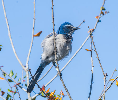 Florida Scrub Jay - Aphelocoma coerulescens - rare and critically endangered species. Federally protected. fluffy feathers perched on bare tree branch.の写真素材