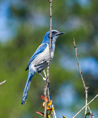 Florida Scrub Jay - Aphelocoma coerulescens - rare and critically endangered species. Federally protected. perched on bare tree branchの写真素材