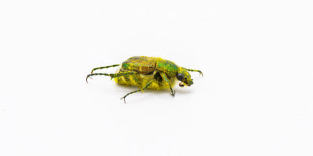 emerald flower scarab or metallic green flower scarab - Trichiotinus lunulatus - Isolated on white backgroundの写真素材