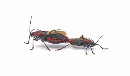 Jadera haematoloma - the red shouldered bug, goldenrain tree bug or soapberry bug Mating pair isolated on white backgroundの写真素材