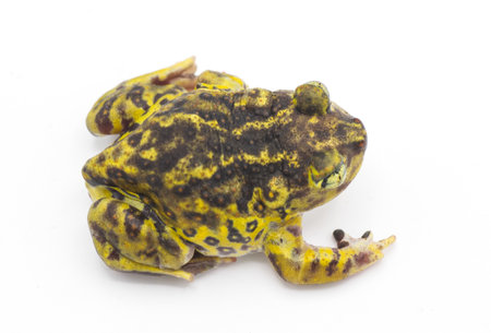 eastern spadefoot toad or frog - Scaphiopus holbrookii - top dorsal view from above.  Isolated on white backgroundの写真素材