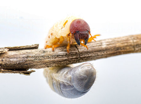 Close up view of white ground grub worm that people frequently find in home landscape, soil and lawnsの写真素材