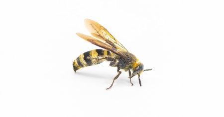 hairy footed scoliid wasp - Dielis pilipes - isolated on white background, side profile viewの写真素材