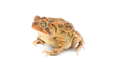 toad isolated on white background.  Southern toad - Anaxyrus terrestris - front side profile view, frown, warty bumpy skin, adorableの写真素材
