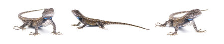 Male eastern fence lizard or swift -Sceloporus undulatus - three views isolated on white backgroundの写真素材