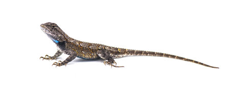 Male eastern fence lizard or swift -Sceloporus undulatus - side profile view isolated on white backgroundの写真素材