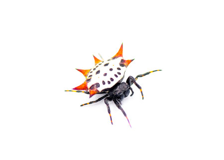 Spiny backed orb weaver spider - Gasteracantha cancriformis - aka crab or kite spider crawling right...