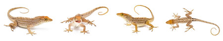 Cuban brown anole, bahaman or De la Sagras anole - Anolis sagrei - four views isolated on white...