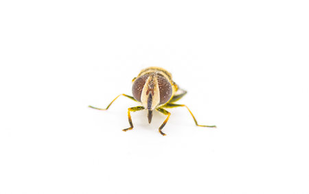 Palpada agrorum - the Double banded Plushback - front face  view isolated on white background with pollen all over itの写真素材